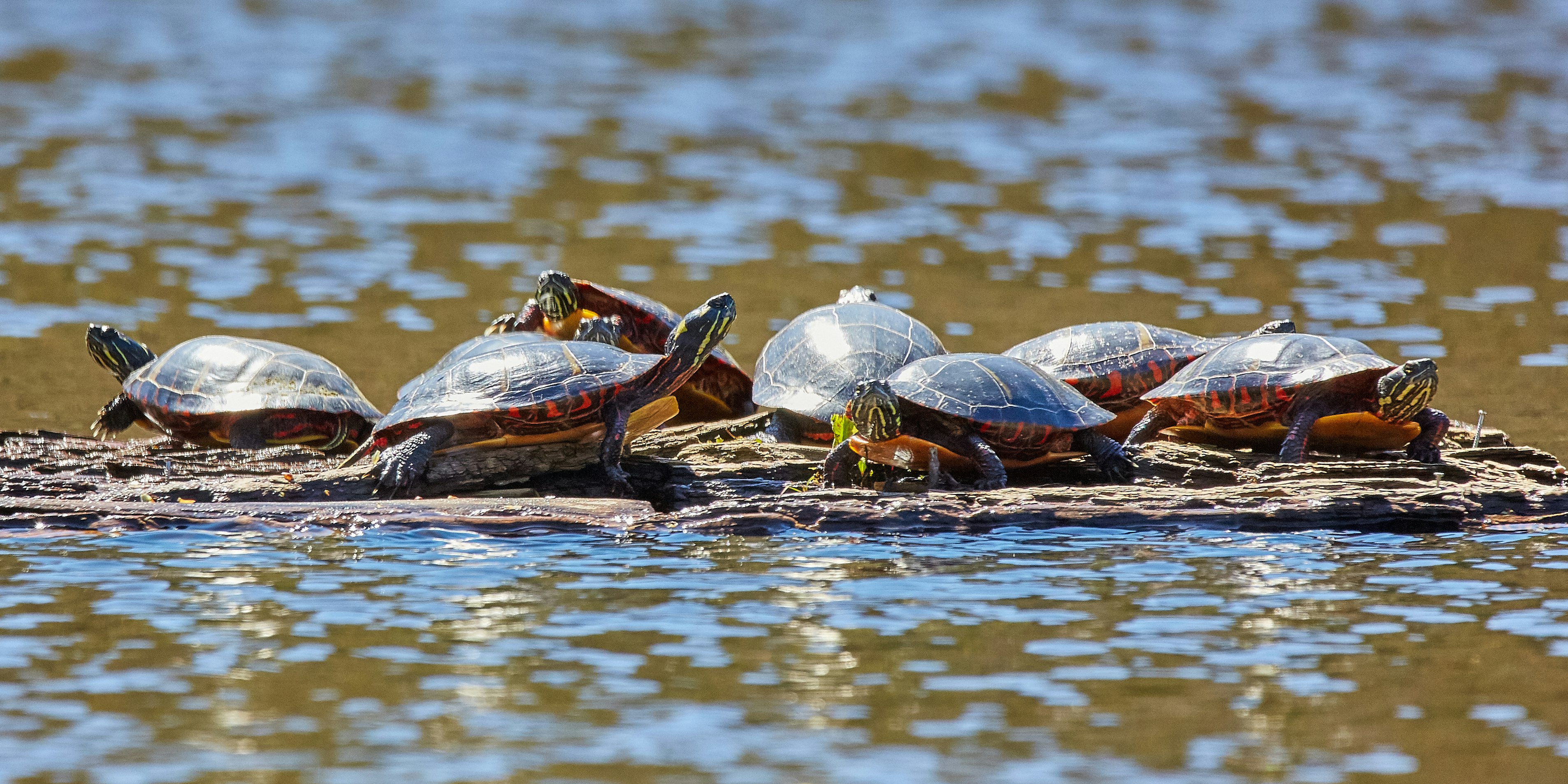 group of turtles floating on water